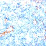 CD14 Antibody in Immunohistochemistry (Paraffin) (IHC (P))