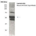 DYKDDDDK Antibody in Western Blot (WB)