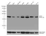 SGTA Antibody in Western Blot (WB)