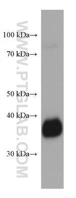 FOLR1 Antibody in Western Blot (WB)