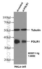 FOLR1 Antibody in Western Blot (WB)