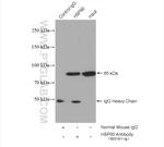HSP90 Antibody in Immunoprecipitation (IP)