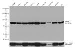 HSP90 Antibody in Western Blot (WB)