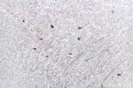 NF-H Antibody in Immunohistochemistry (Paraffin) (IHC (P))