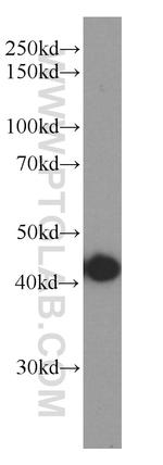 TMEM106B Antibody in Western Blot (WB)
