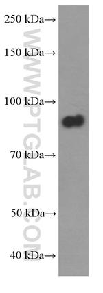 DBC1 Antibody in Western Blot (WB)