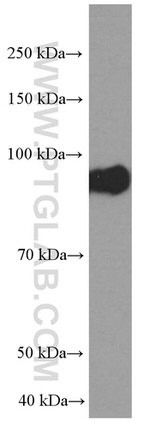DBC1 Antibody in Western Blot (WB)