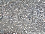 KLK3/PSA Antibody in Immunohistochemistry (Paraffin) (IHC (P))