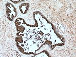 KLK3/PSA Antibody in Immunohistochemistry (Paraffin) (IHC (P))