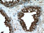 KLK3/PSA Antibody in Immunohistochemistry (Paraffin) (IHC (P))