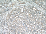 KLK3/PSA Antibody in Immunohistochemistry (Paraffin) (IHC (P))