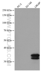 KLK3/PSA Antibody in Western Blot (WB)
