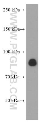 CX3CL1 Antibody in Western Blot (WB)