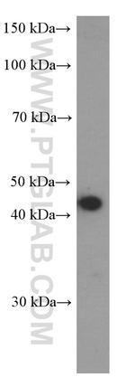 BSAP/PAX5 Antibody in Western Blot (WB)