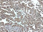 Inhibin beta A Antibody in Immunohistochemistry (Paraffin) (IHC (P))