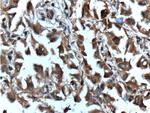 Inhibin beta A Antibody in Immunohistochemistry (Paraffin) (IHC (P))