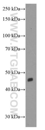 Inhibin beta A Antibody in Western Blot (WB)