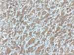 Inhibin beta A Antibody in Immunohistochemistry (Paraffin) (IHC (P))