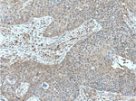 Inhibin beta A Antibody in Immunohistochemistry (Paraffin) (IHC (P))