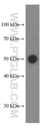 Inhibin beta A Antibody in Western Blot (WB)