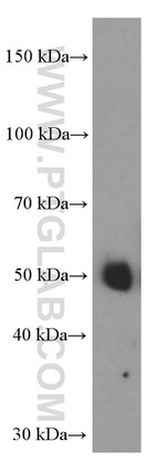 Inhibin beta A Antibody in Western Blot (WB)