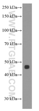 Inhibin beta A Antibody in Western Blot (WB)