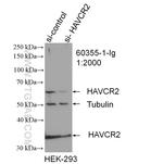 TIM3 Antibody in Western Blot (WB)