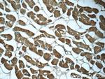 Myocilin Antibody in Immunohistochemistry (Paraffin) (IHC (P))