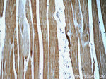 Myocilin Antibody in Immunohistochemistry (Paraffin) (IHC (P))