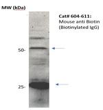 Biotin Antibody in Western Blot (WB)