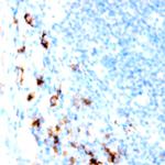 CD28 Antibody in Immunohistochemistry (Paraffin) (IHC (P))