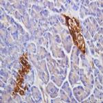 PAX6 Antibody in Immunohistochemistry (Paraffin) (IHC (P))