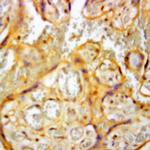 PLAP Antibody in Immunohistochemistry (Paraffin) (IHC (P))