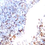 CD235a Antibody in Immunohistochemistry (Paraffin) (IHC (P))