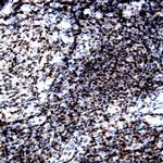 Lambda Light Chain Antibody in Immunohistochemistry (Paraffin) (IHC (P))