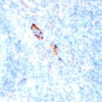 CD105 Antibody in Immunohistochemistry (Paraffin) (IHC (P))