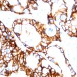 Cadherin-Ksp Antibody in Immunohistochemistry (Paraffin) (IHC (P))