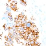 Connexin 32 Antibody in Immunohistochemistry (Paraffin) (IHC (P))