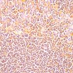 Il-10 Antibody in Immunohistochemistry (Paraffin) (IHC (P))