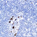 Il-10 Antibody in Immunohistochemistry (Paraffin) (IHC (P))