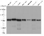EVI1 Antibody in Western Blot (WB)