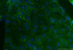 Ubiquilin 2 Antibody in Immunocytochemistry (ICC/IF)