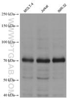 Ubiquilin 2 Antibody in Western Blot (WB)