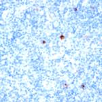CD66a/c/e Antibody in Immunohistochemistry (Paraffin) (IHC (P))