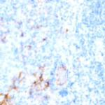 CD196 (CCR6) Antibody in Immunohistochemistry (Paraffin) (IHC (P))