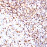 CD11b Antibody in Immunohistochemistry (Paraffin) (IHC (P))