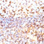 CD11b Antibody in Immunohistochemistry (Paraffin) (IHC (P))