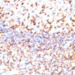CD11c Antibody in Immunohistochemistry (Paraffin) (IHC (P))