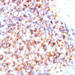 CD66c Antibody in Immunohistochemistry (Paraffin) (IHC (P))