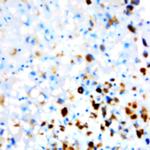 Digoxigenin Antibody in Immunohistochemistry (Paraffin) (IHC (P))